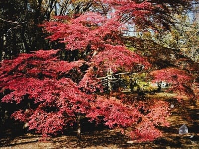 《 お気に入り写真 》 国営武蔵丘陵森林公園の紅葉