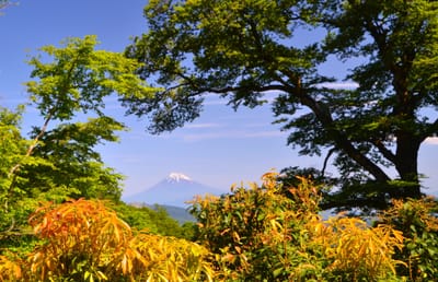 手引頭原生林から富士山２