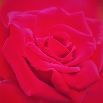 2022年9月7日の薔薇(小田原フラワーガーデン)