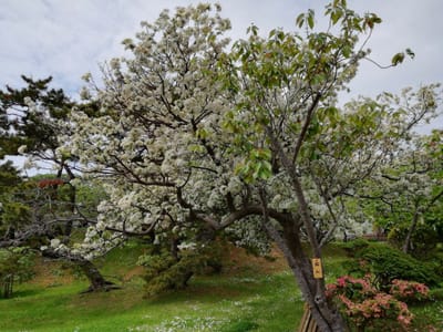 桜の名所　　松前城①  (幻想的な渡島半島巡りツアー２日目)  ②ー１  2022年5月23日