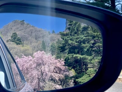 桜の妙義山