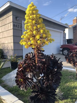 黒い植物の花は黄色