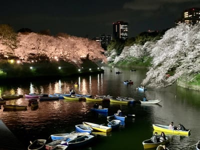 夜桜ボート