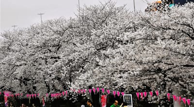 　　　🌸 　桜のお花見が、待ち遠しい季節　　🌸