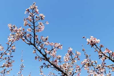 南濃羽根谷沿い 早咲き河津桜