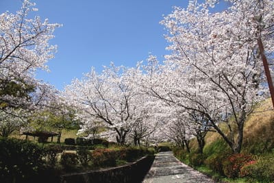 フォト桜旅日記『　菊池公園の桜　』ｘｙｗ２６０５