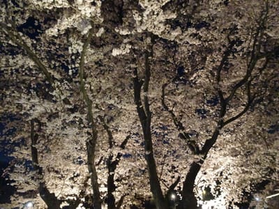 岡山、旭川堤での満開の夜桜見物