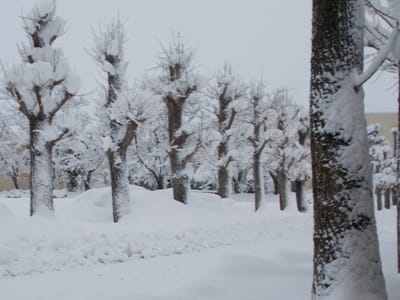 大雪の時の銀杏並木
