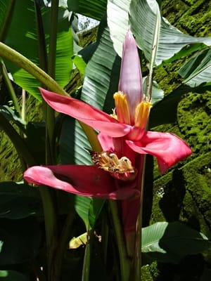ちょっとトロピカル、徳島牟岐別荘の花たち、ピンクバナナ