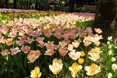 "横浜公園" 春の風物詩「ガーデンネックレス横浜 2024」