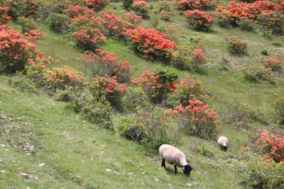 白樺牧場4～放牧された羊