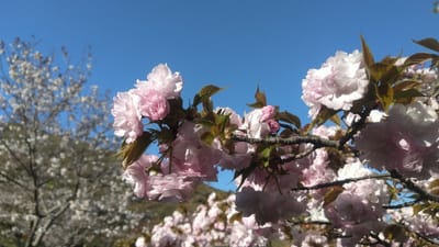 かんざき 桜の山 桜華園
