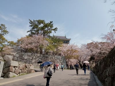 令和５年も小倉城🏯と満開の桜🌸〜大手門付近