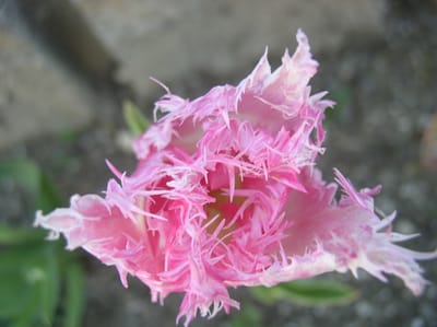チューリップ超繊細な花弁