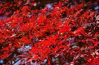 国営武蔵丘陵森林公園の紅葉