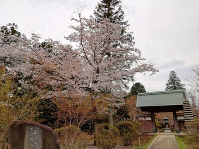 正門と桜　　　花の観音寺   ３月28日