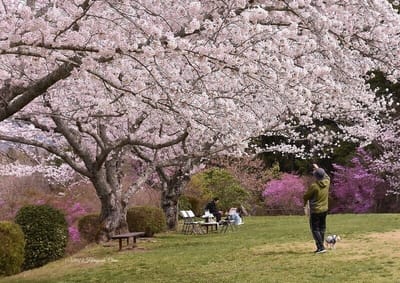 桜花の下で！