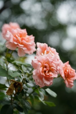 薔薇の花花