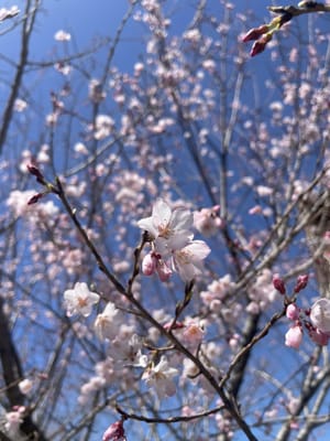 桜パトロール🌸