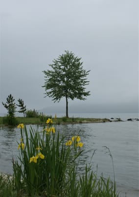 湖畔の花景