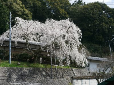 山里のぽつんと枝垂桜