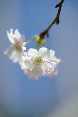 十月桜（じゅうがつざくら）
