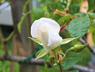 白い薔薇 『アイスバーグ』　 咲き始めの姿を、