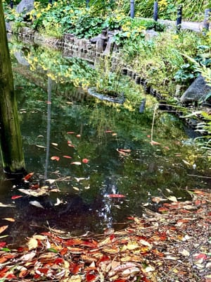 石蕗咲く紅葉の池