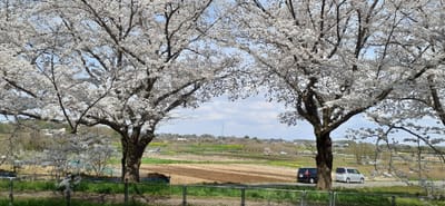 日本一の「桜回廊」見沼用水路
