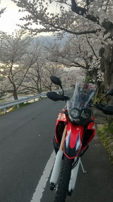 帰宅道の桜