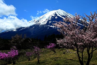 富士桜と富士山