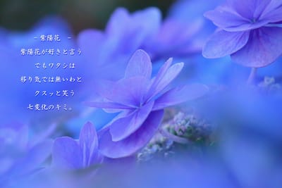 写真詩　－　紫陽花　－