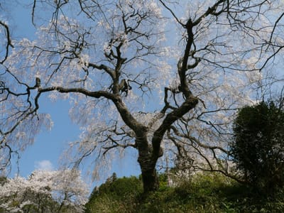 山里のぽつんと枝垂桜