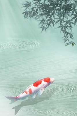 流れに登る錦鯉