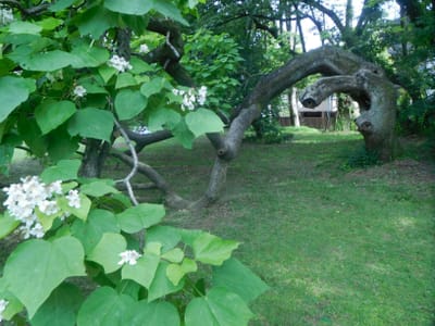 小石川植物園　キササゲ樹形