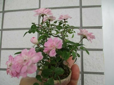 ミニ薔薇の開花（夢乙女）20220521