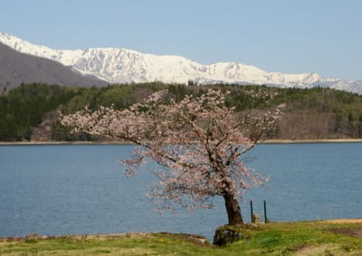 長野県大町市・青木湖畔の一本桜 2023-4-20 