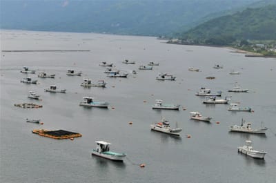 牛根漁港の漁船群