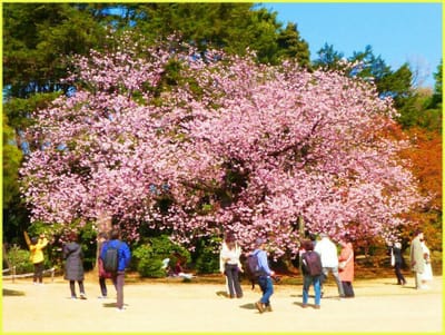 公45　　　　　　(164)早咲き桜②