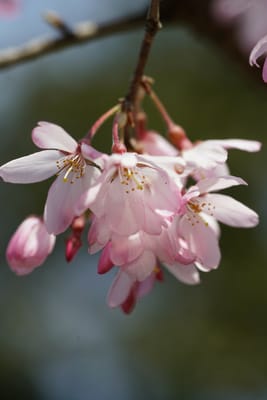 枝垂桜（しだれざくら）