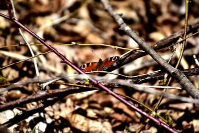 冬眠開けのクジャク蝶