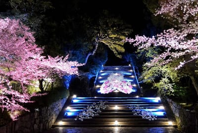 知恩院三門男坂に咲く夜桜