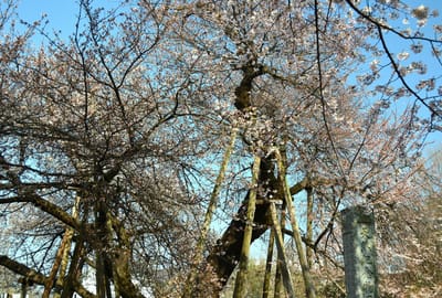 国指定天然記念物 日本五大桜に数えられる　石戸蒲ザクラ   （３分咲）