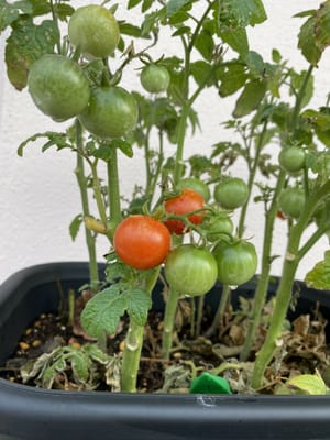 初トマト