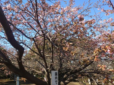渋谷 西郷山公園の河津桜