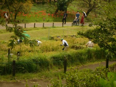 昭和記念公園　こもれびの里　稲刈り