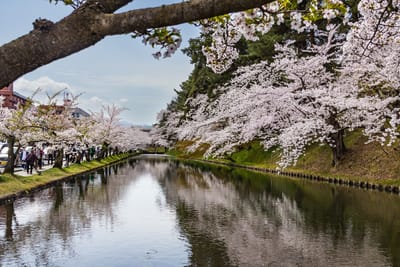 弘前公園桜祭り