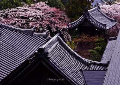 大屋根と桜