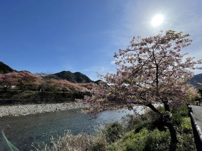 河津の葉桜