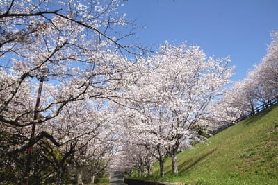フォト桜旅日記『　菊池公園の桜　』ｘｙｗ２６０２